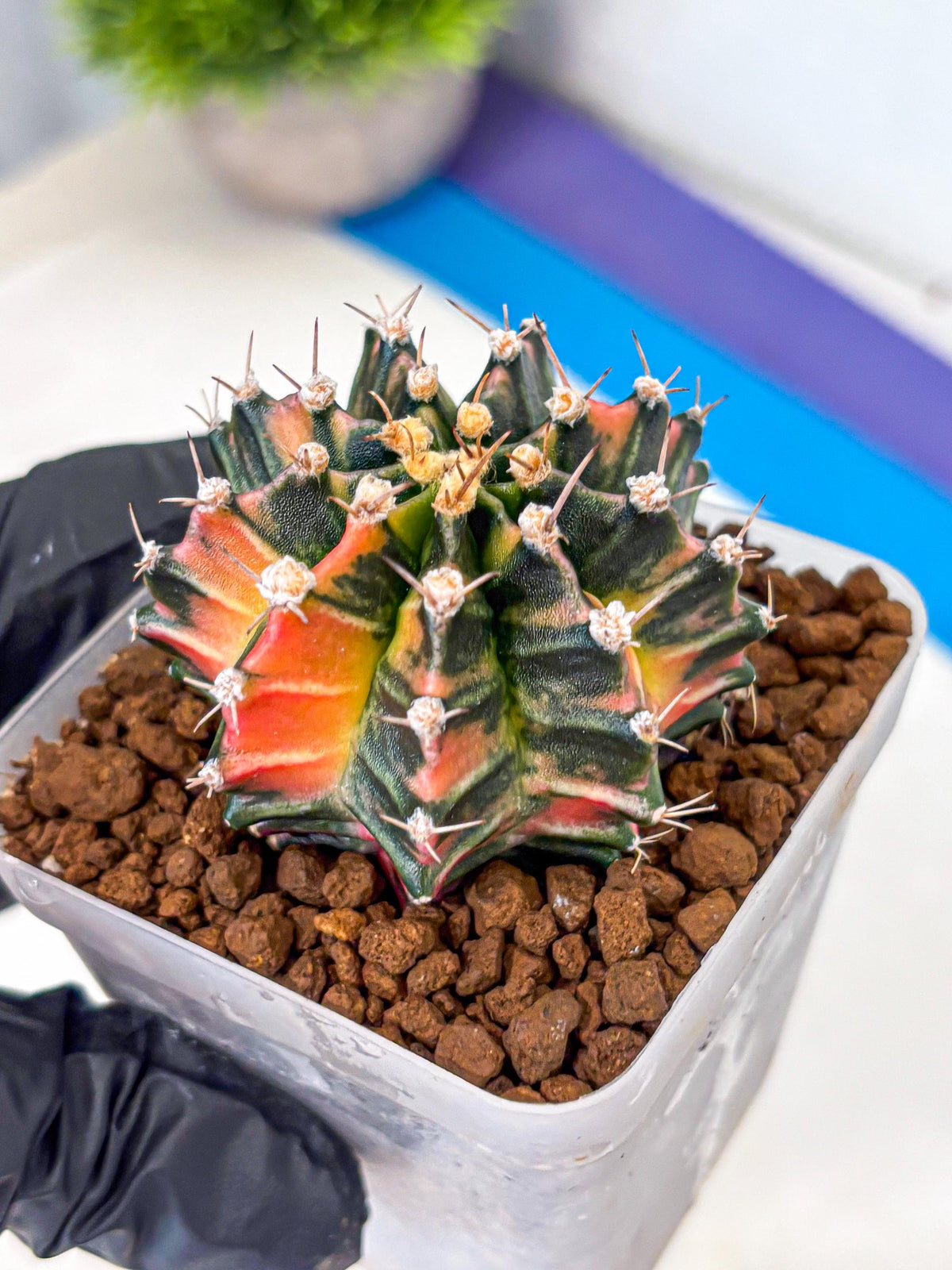 Gymnocalycium Nova Tears (gy8) (11) | Collector’s Edition