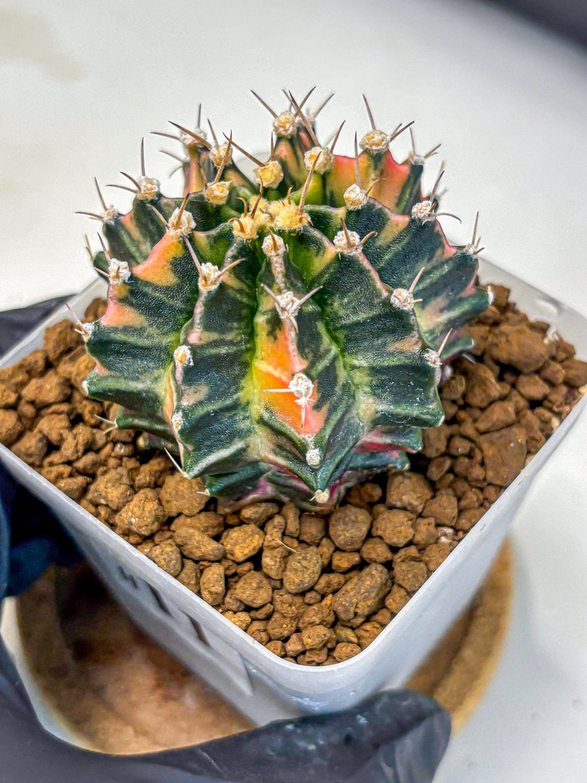 Gymnocalycium Nova Tears (gy8) (11) | Collector’s Edition
