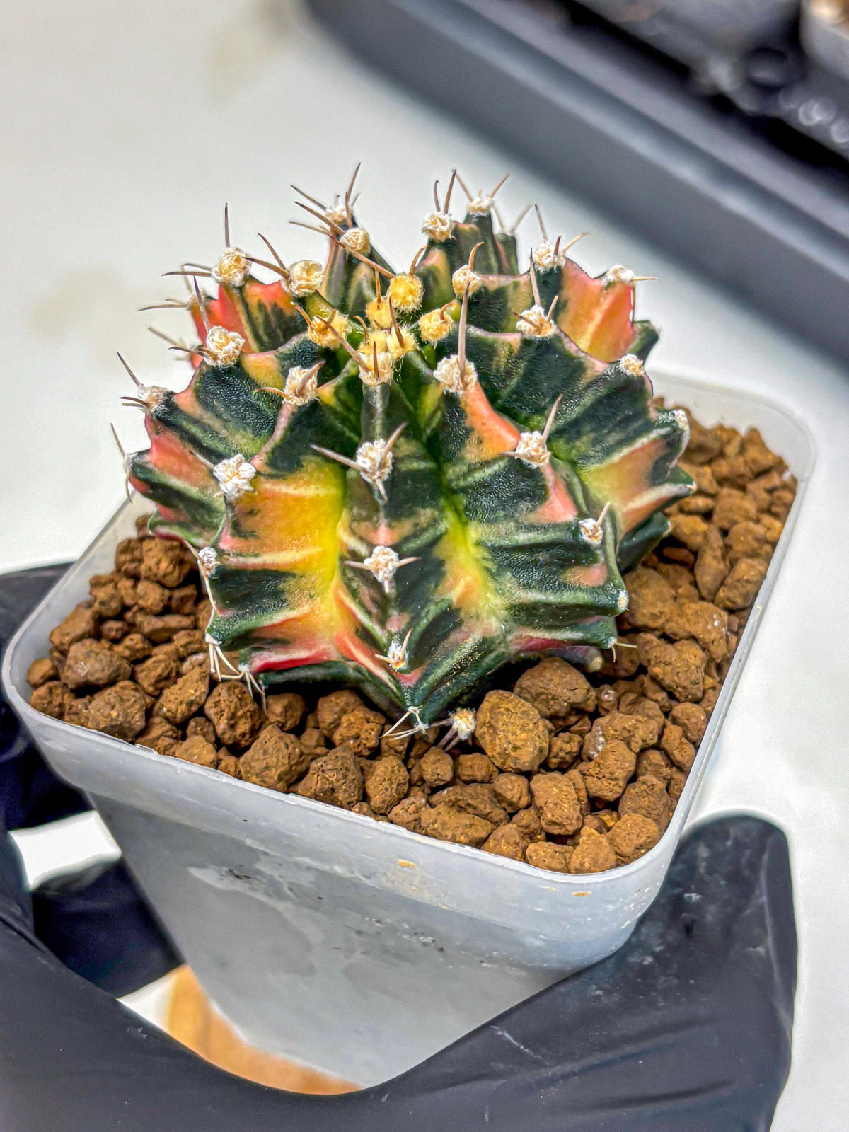 Gymnocalycium Nova Tears (gy8) (11) | Collector’s Edition