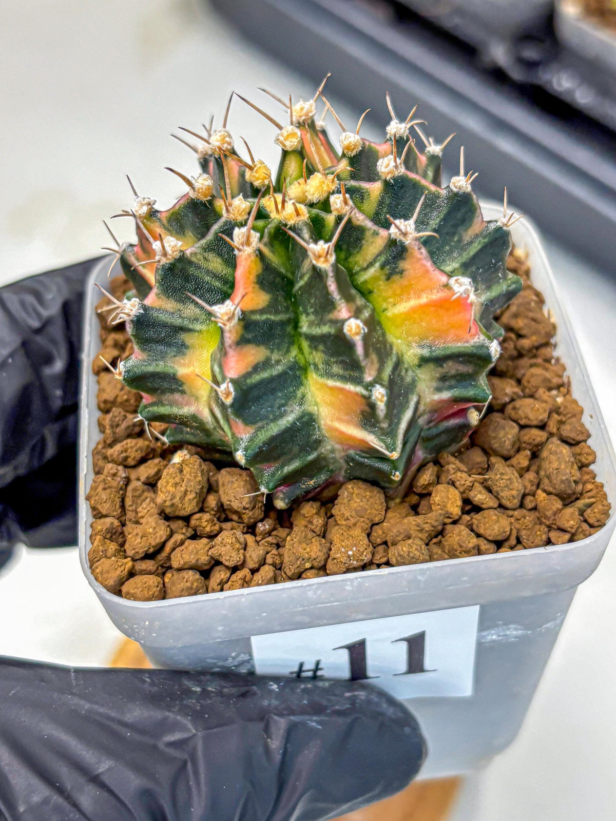 Gymnocalycium Nova Tears (gy8) (11) | Collector’s Edition