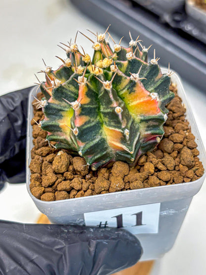 Gymnocalycium Nova Tears (gy8) (11) | Collector’s Edition