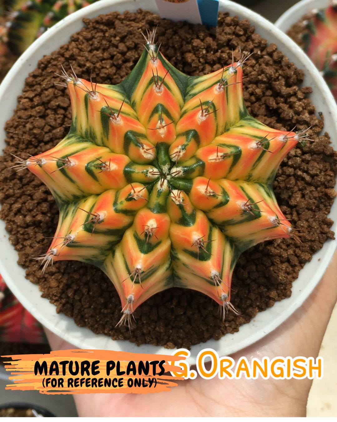 Gymnocalycium Orangish (gy8) (13) | Collectable Plant