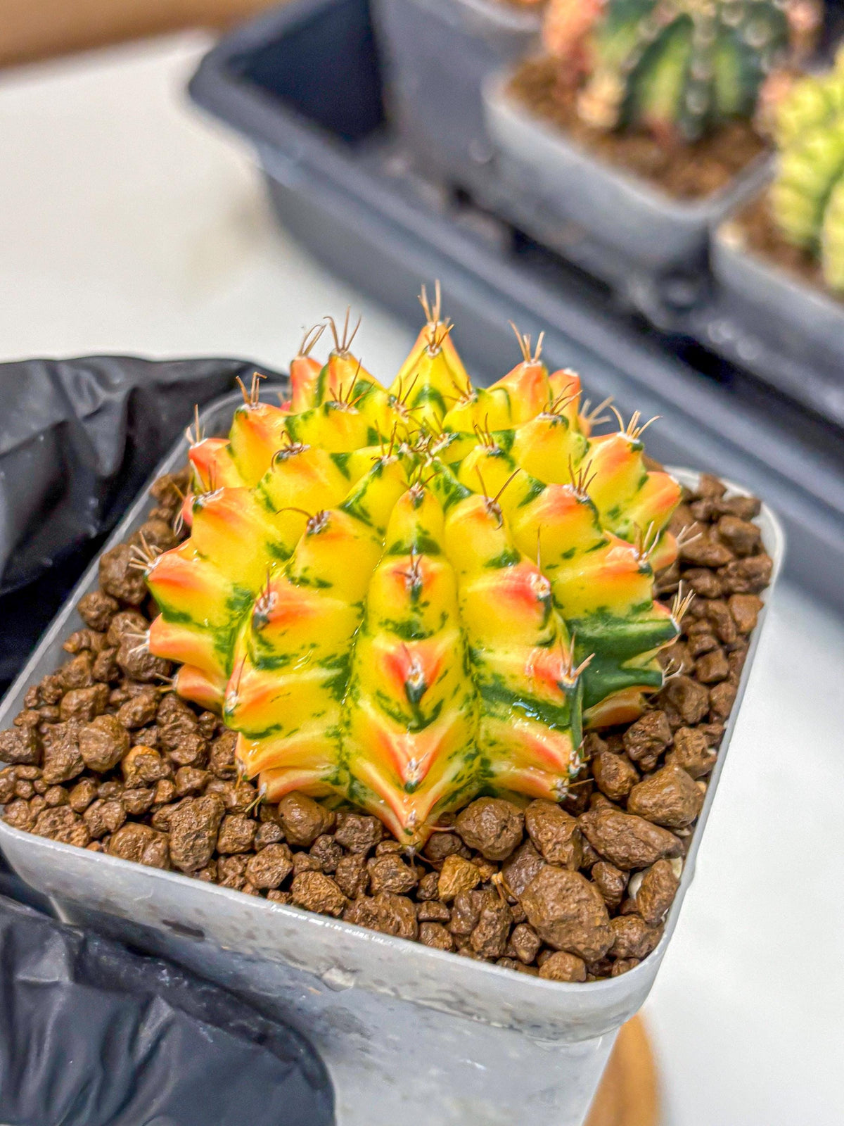 Gymnocalycium Orangish (gy8) (12) | Collectable Plant