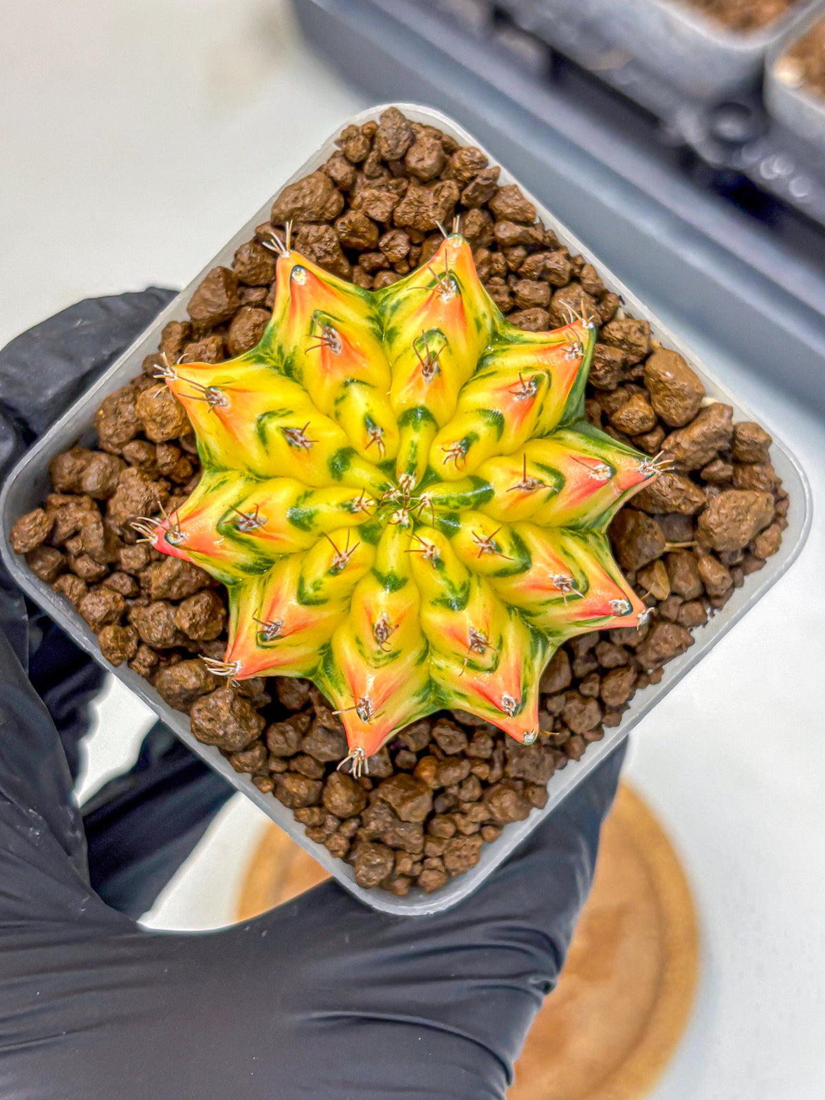 Gymnocalycium Orangish (gy8) (12) | Collectable Plant