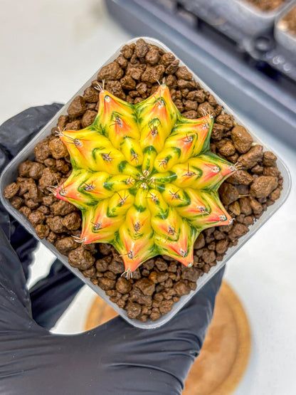 Gymnocalycium Orangish (gy8) (12) | Collectable Plant