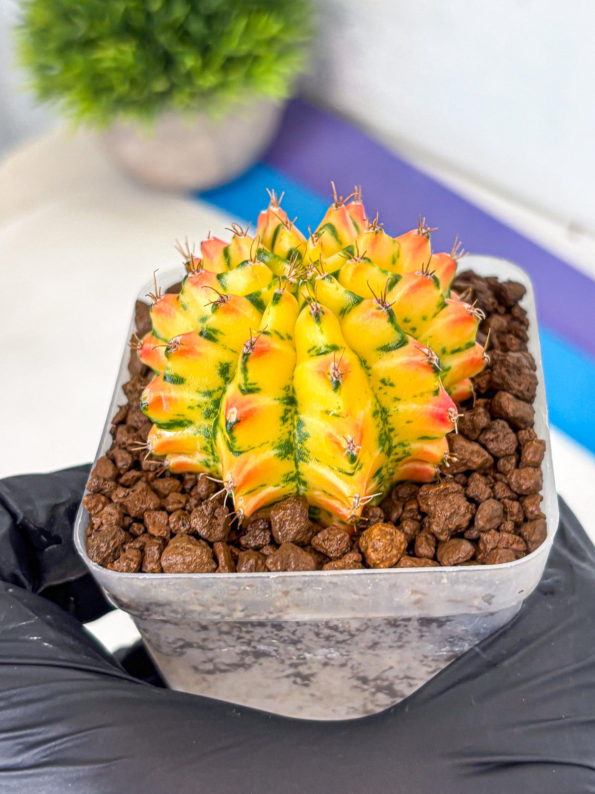 Gymnocalycium Orangish (gy8) (12) | Collectable Plant
