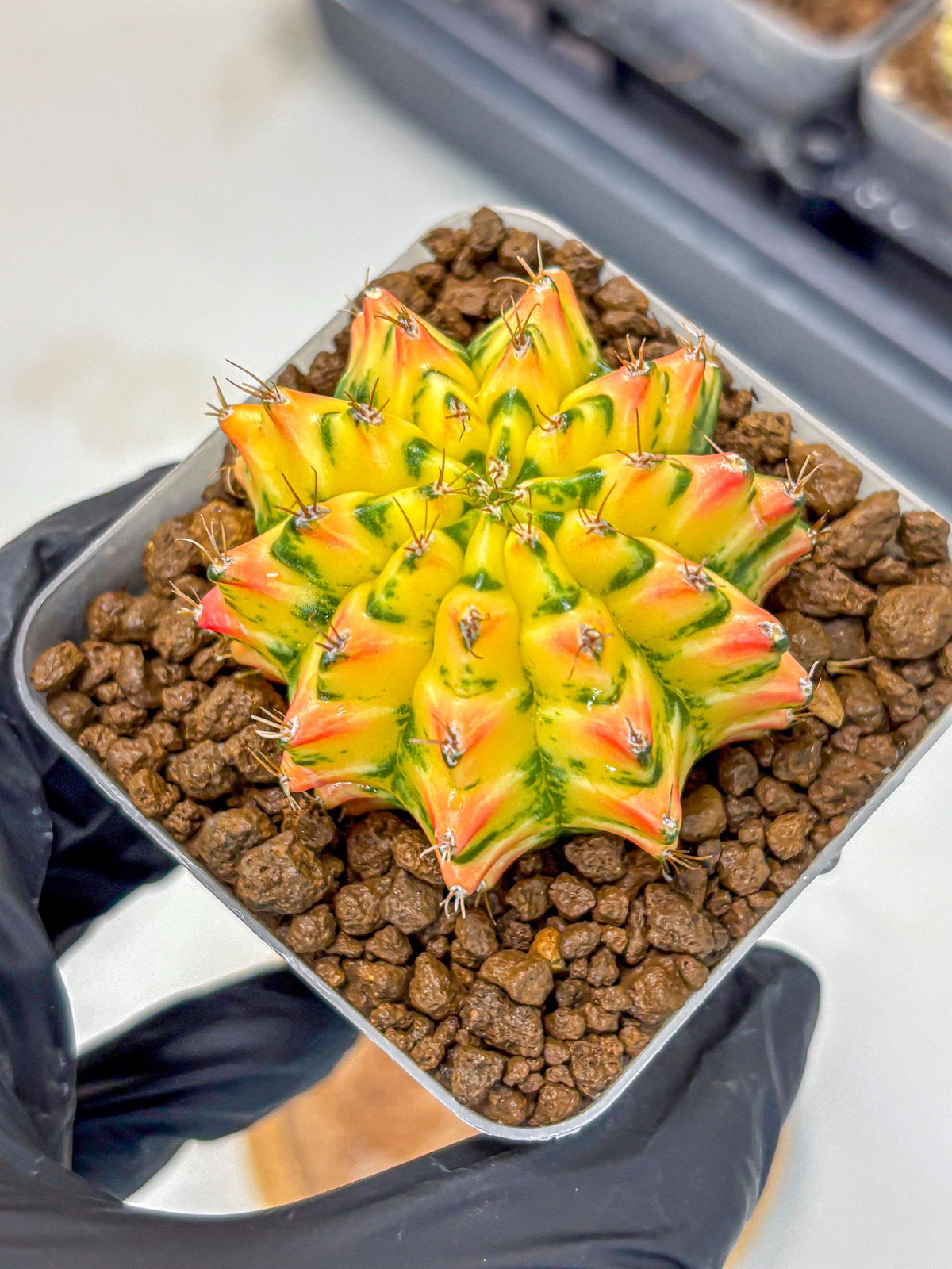 Gymnocalycium Orangish (gy8) (12) | Collectable Plant