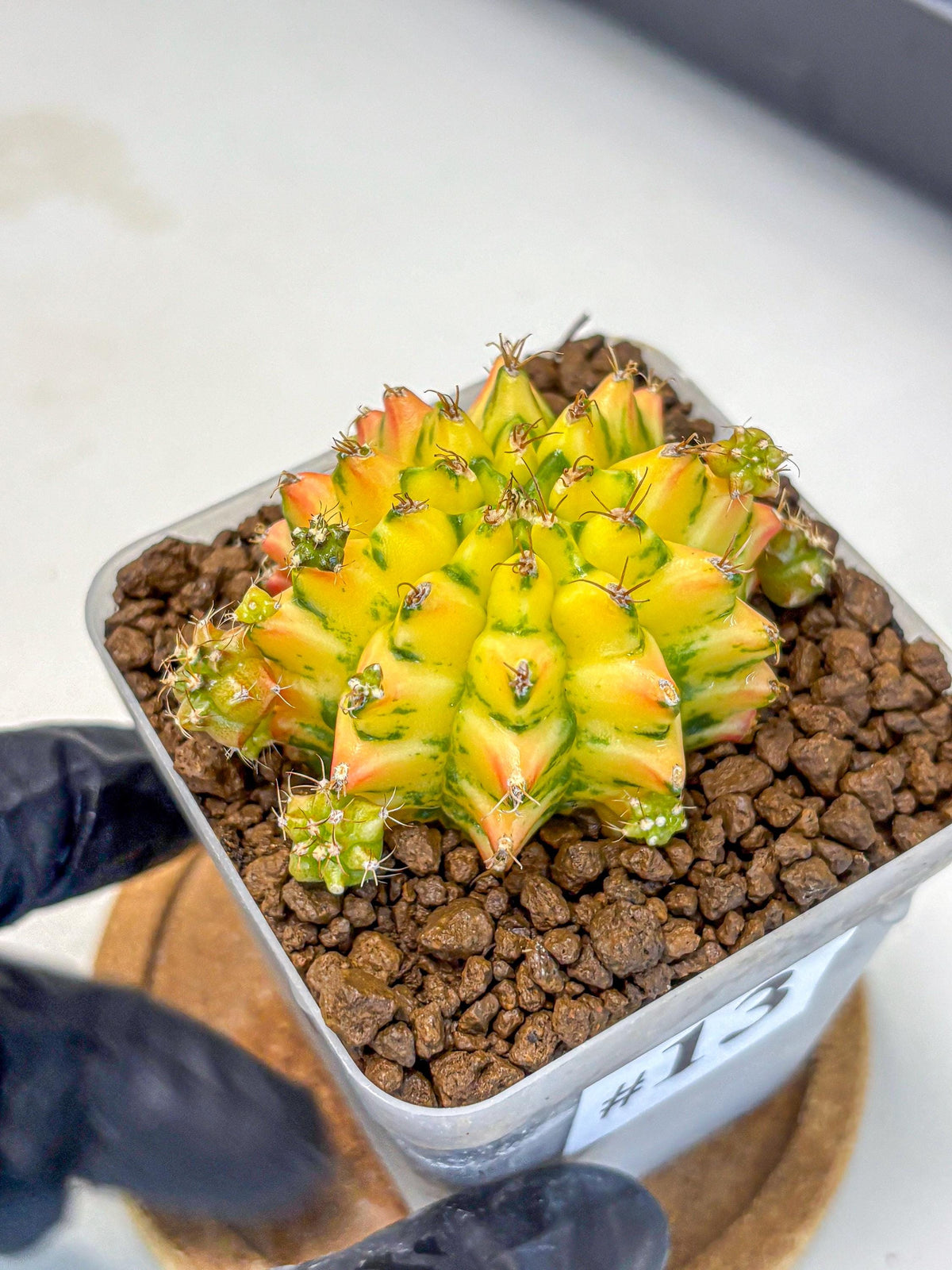 Gymnocalycium Orangish (gy8) (13) | Collectable Plant