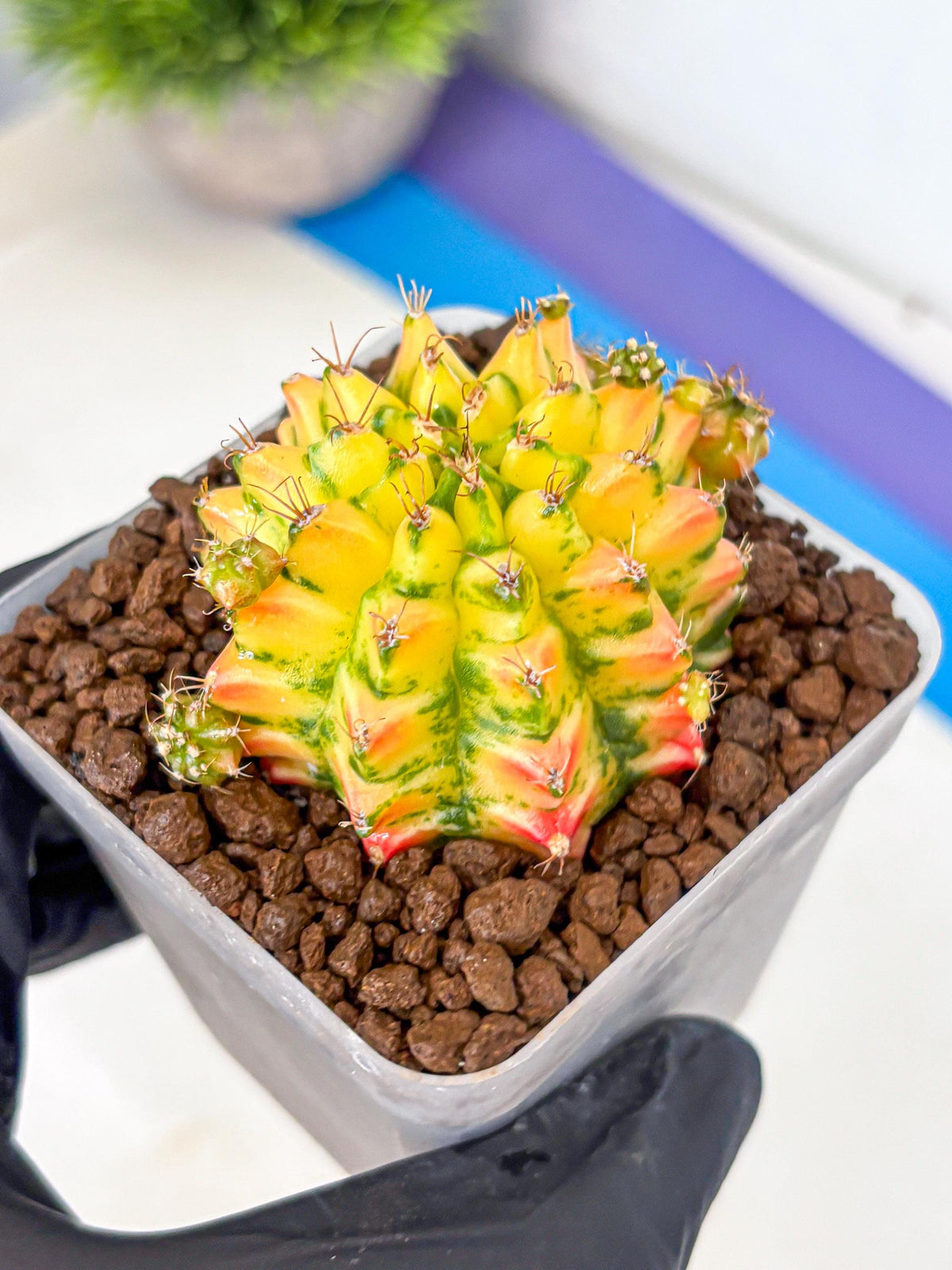 Gymnocalycium Orangish (gy8) (13) | Collectable Plant