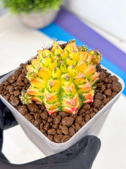 Gymnocalycium Orangish (gy8) (13) | Collectable Plant