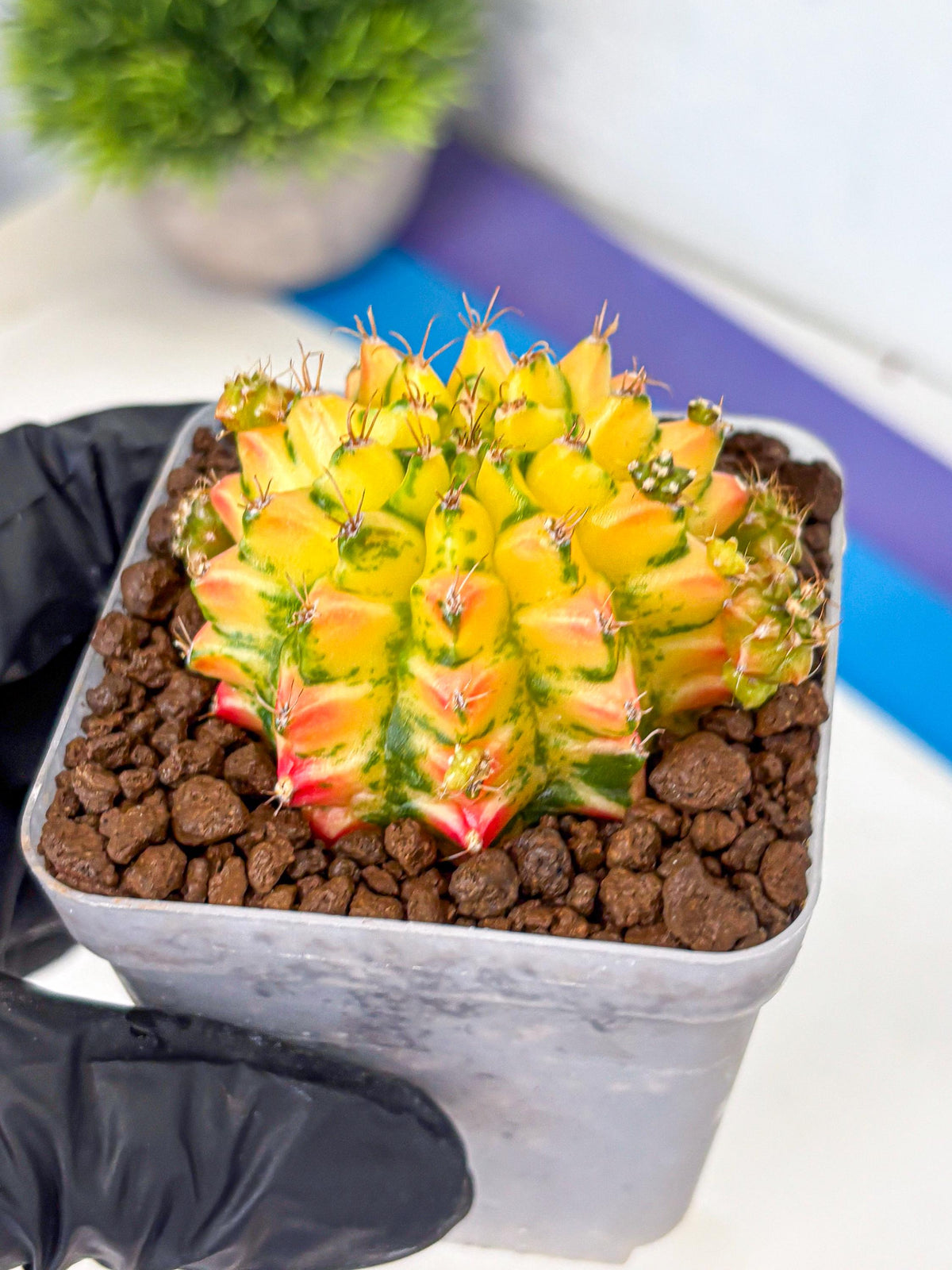 Gymnocalycium Orangish (gy8) (13) | Collectable Plant