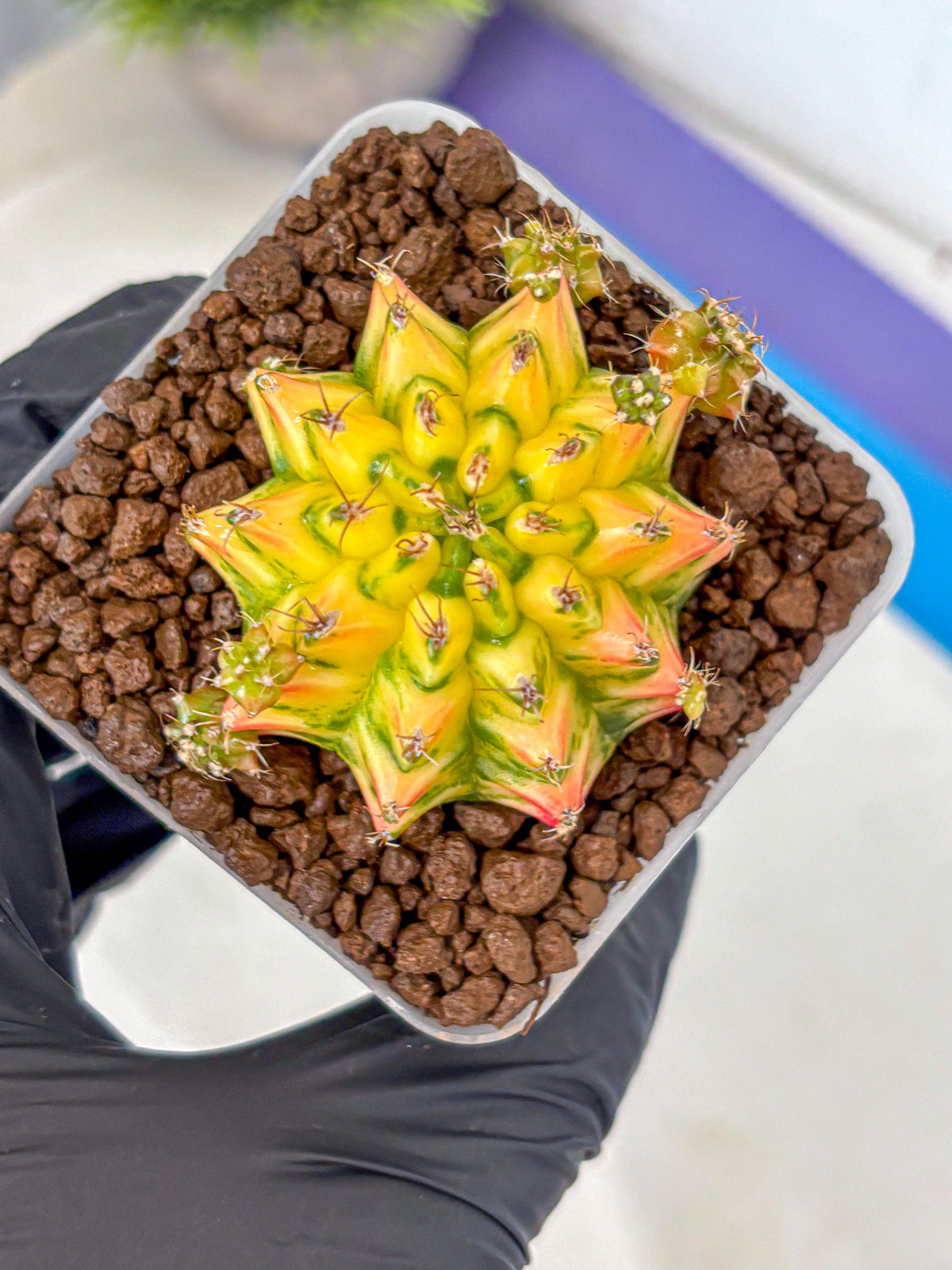 Gymnocalycium Orangish (gy8) (13) | Collectable Plant