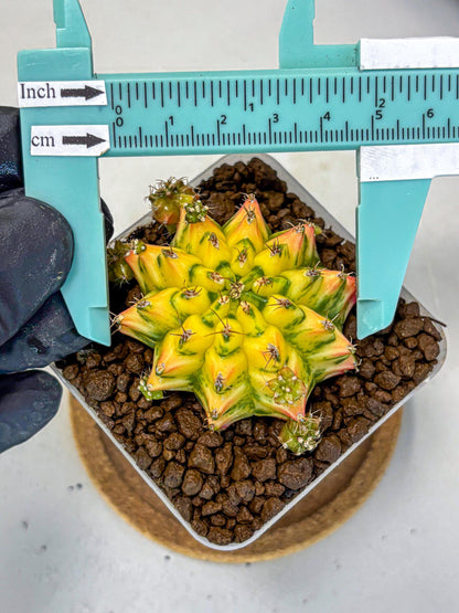 Gymnocalycium Orangish (gy8) (13) | Collectable Plant