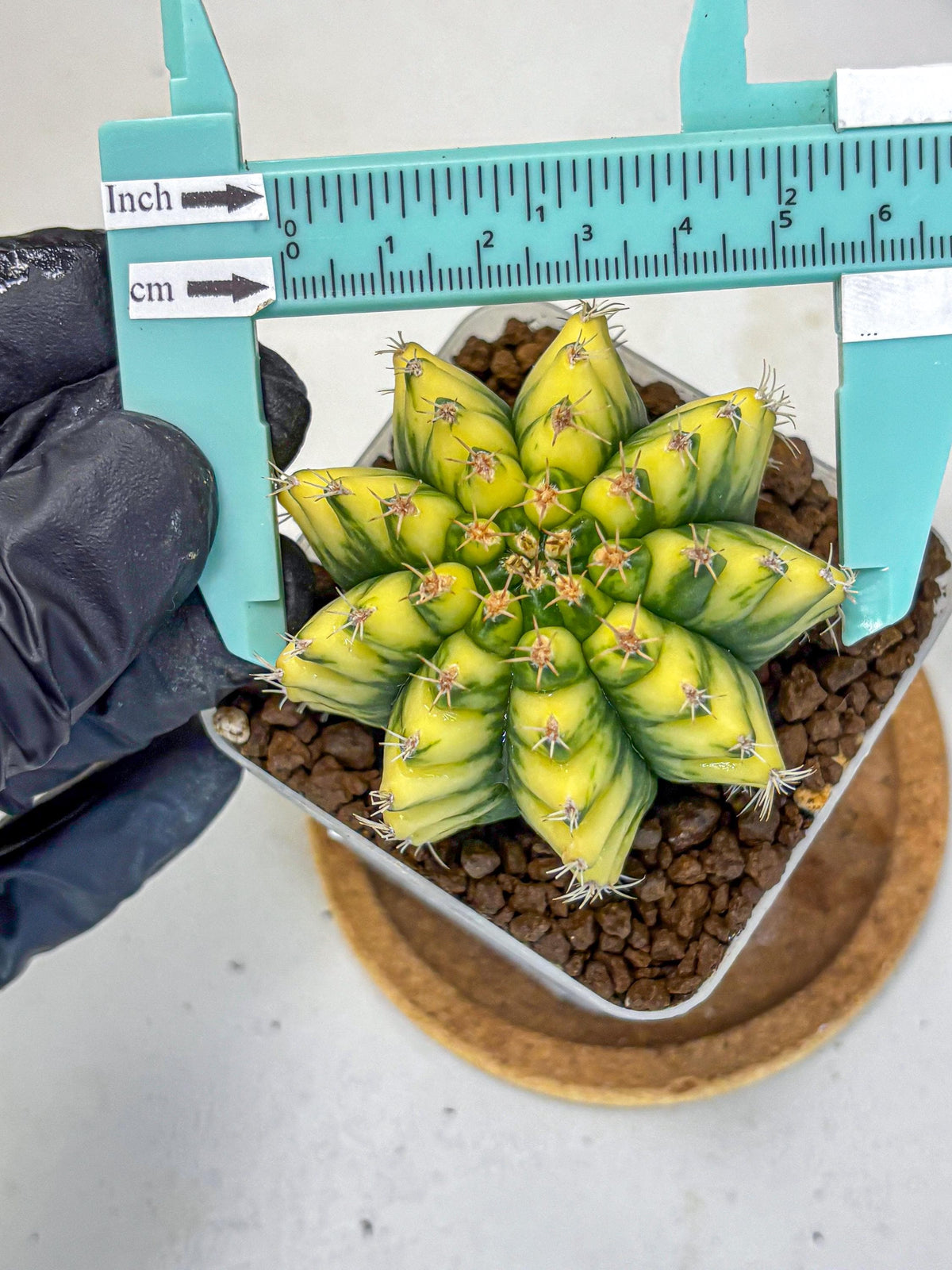 Gymnocalycium Pomelo (gy8) (16) | Collector’s Edition