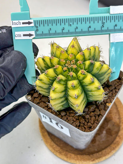 Gymnocalycium Pomelo (gy8) (16) | Collector’s Edition