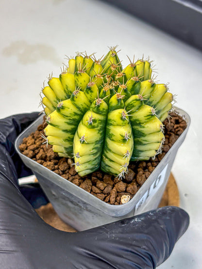 Gymnocalycium Pomelo (gy8) (16) | Collector’s Edition