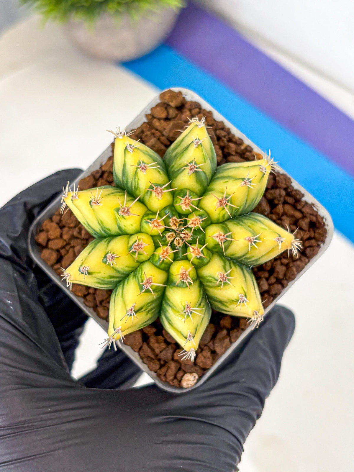 Gymnocalycium Pomelo (gy8) (16) | Collector’s Edition