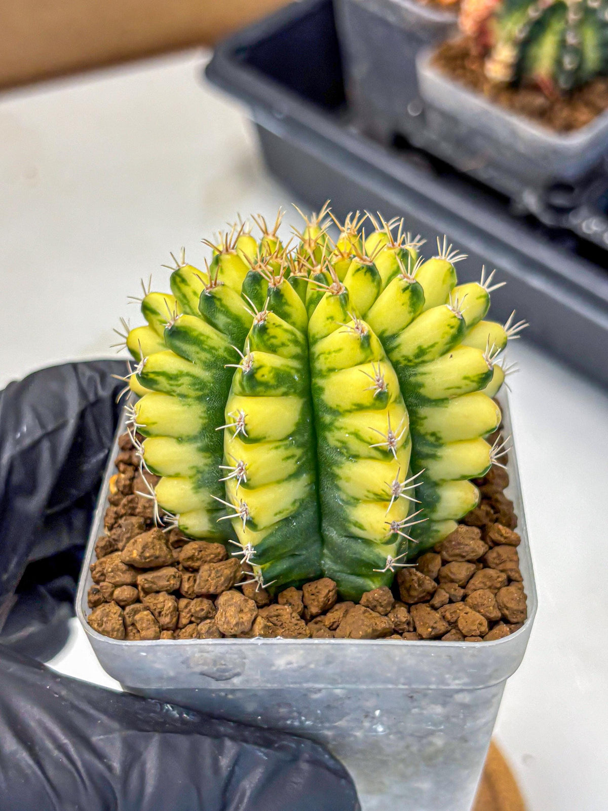 Gymnocalycium Pomelo (gy8) (16) | Collector’s Edition