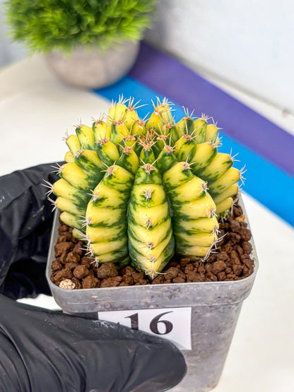 Gymnocalycium Pomelo (gy8) (16) | Collector’s Edition
