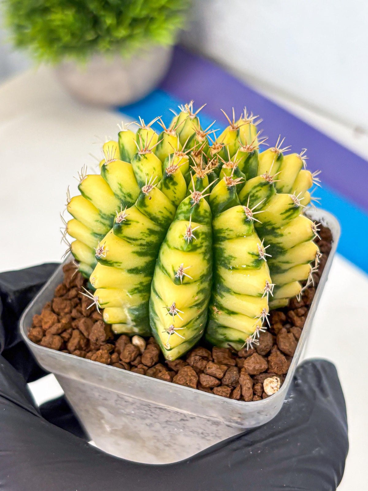 Gymnocalycium Pomelo (gy8) (16) | Collector’s Edition
