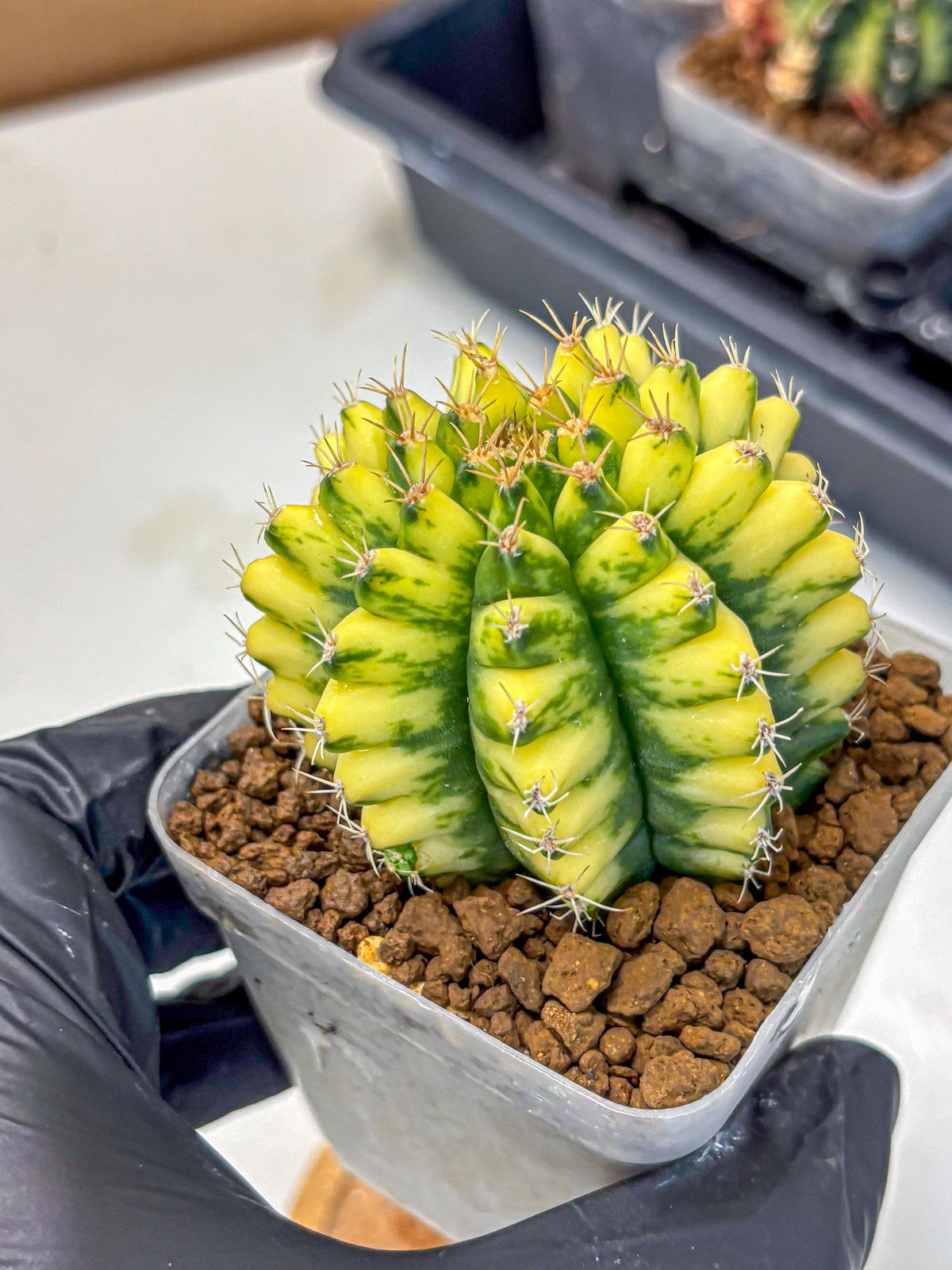Gymnocalycium Pomelo (gy8) (16) | Collector’s Edition
