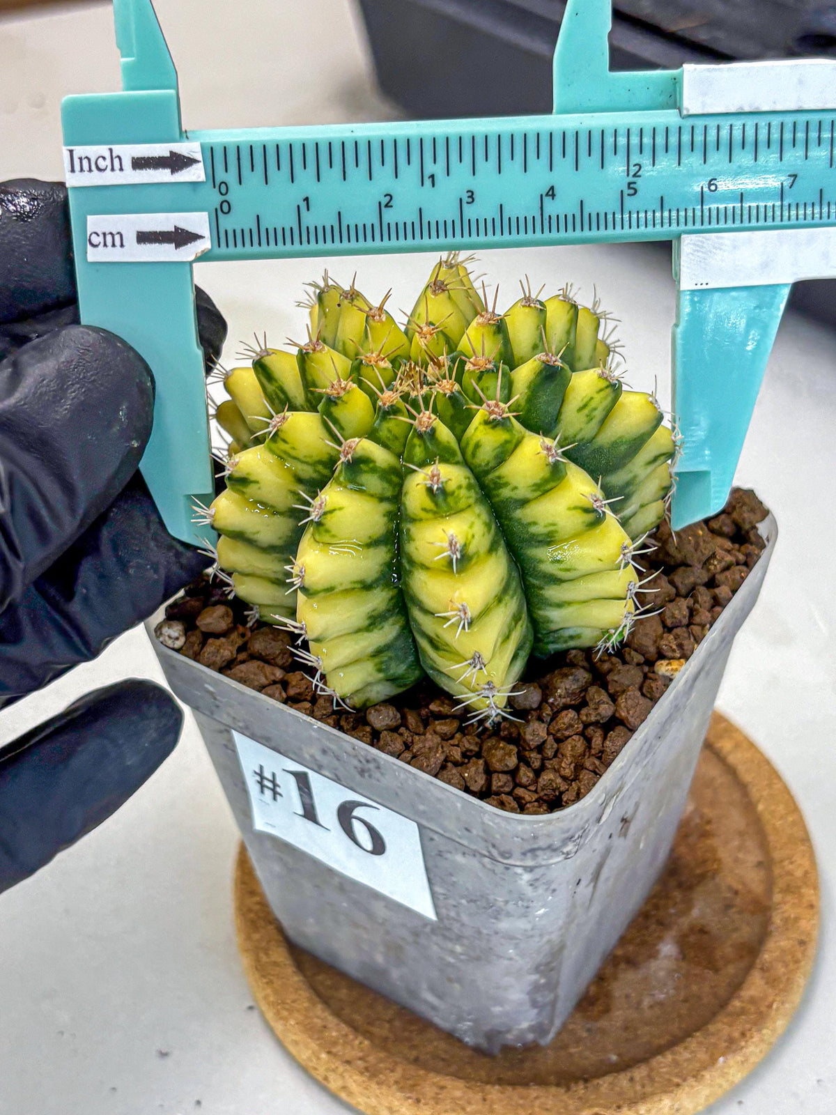 Gymnocalycium Pomelo (gy8) (16) | Collector’s Edition