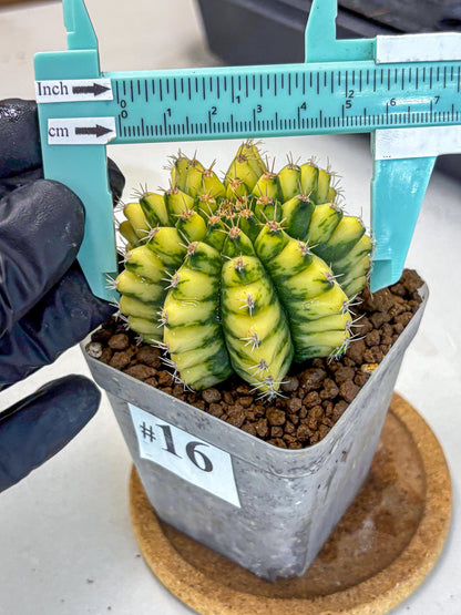Gymnocalycium Pomelo (gy8) (16) | Collector’s Edition