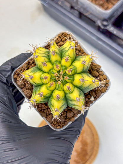 Gymnocalycium Pomelo (gy8) (17) | Collector’s Edition