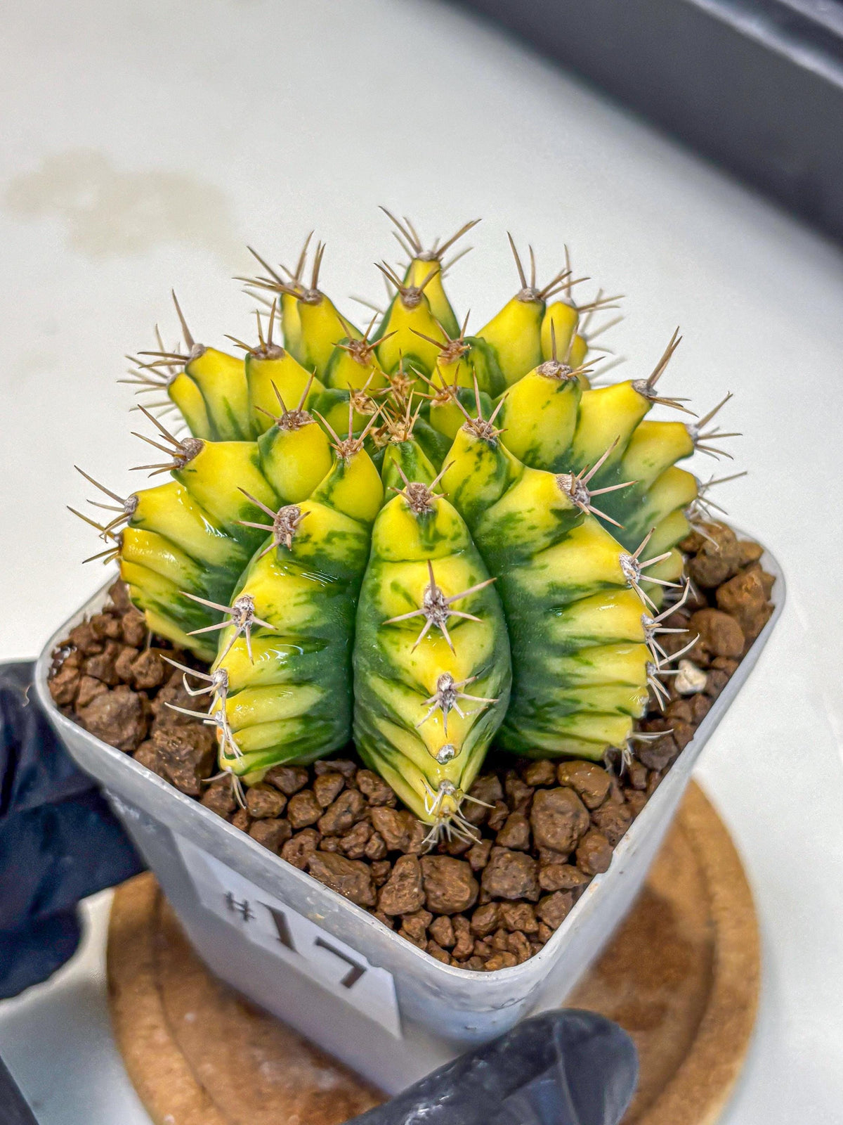Gymnocalycium Pomelo (gy8) (17) | Collector’s Edition