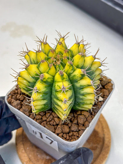 Gymnocalycium Pomelo (gy8) (17) | Collector’s Edition