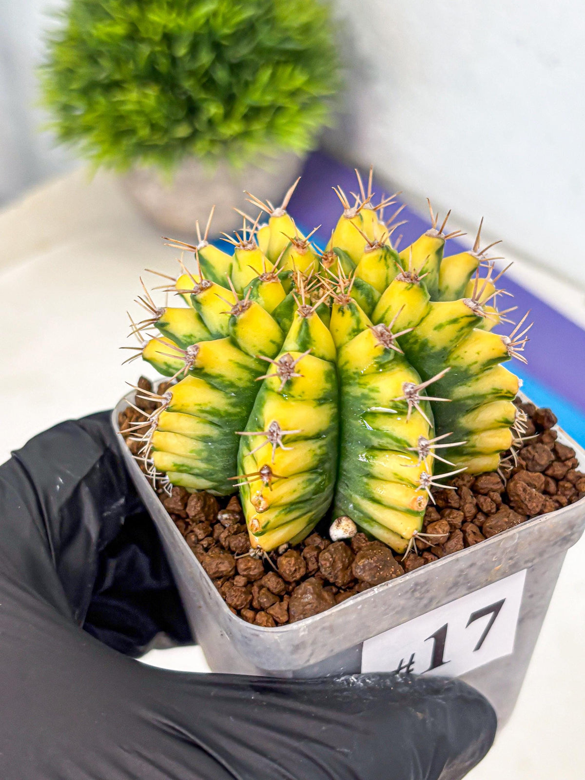 Gymnocalycium Pomelo (gy8) (17) | Collector’s Edition