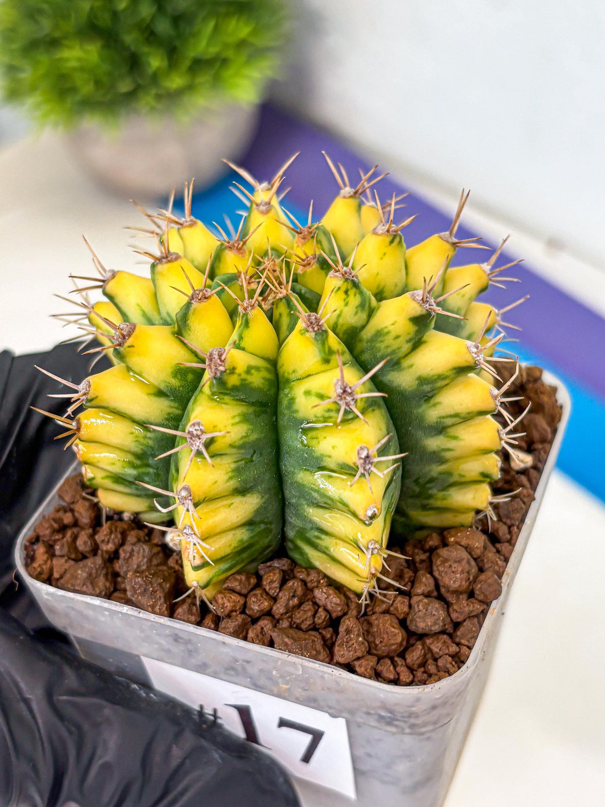 Gymnocalycium Pomelo (gy8) (17) | Collector’s Edition
