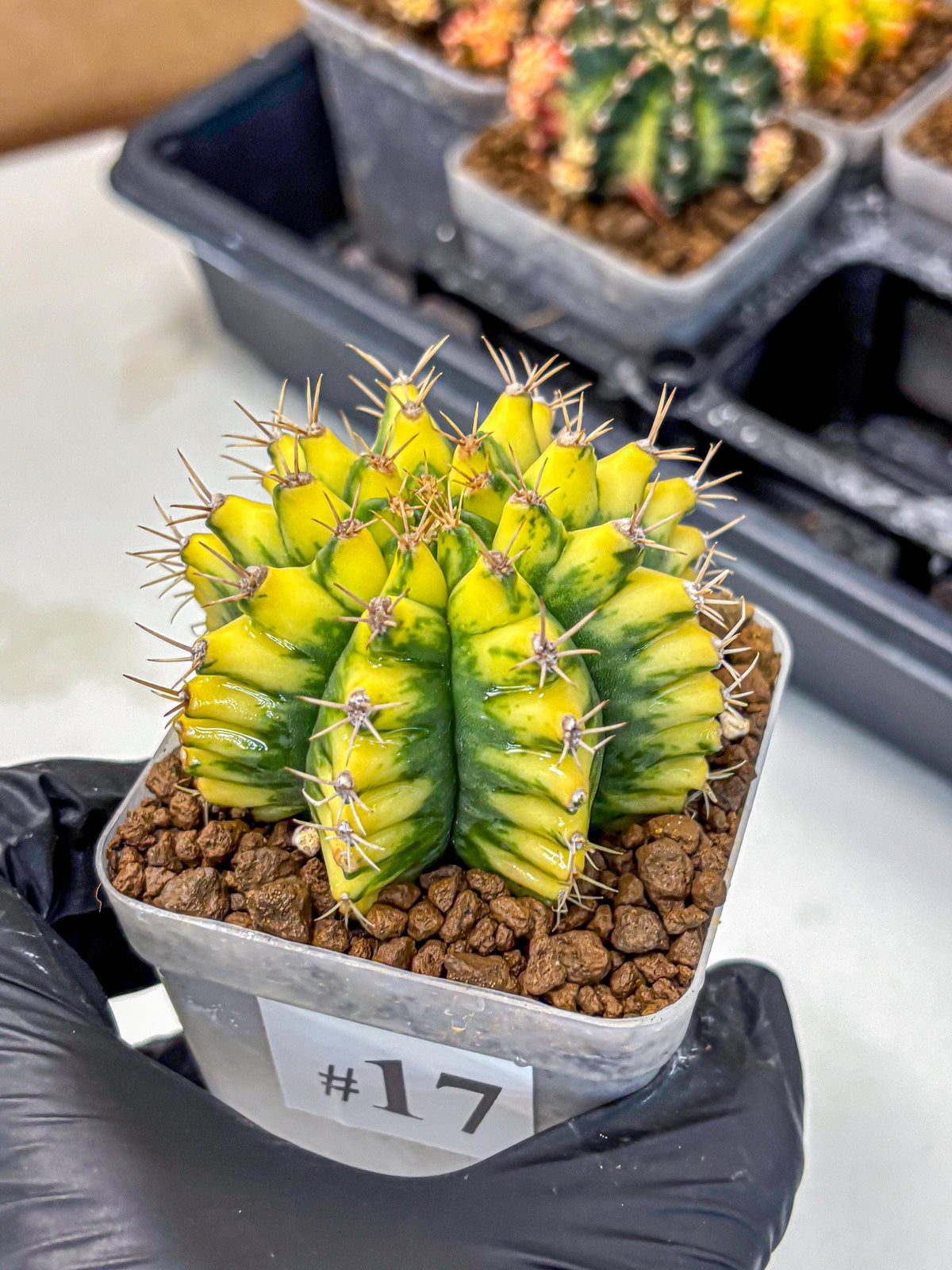 Gymnocalycium Pomelo (gy8) (17) | Collector’s Edition