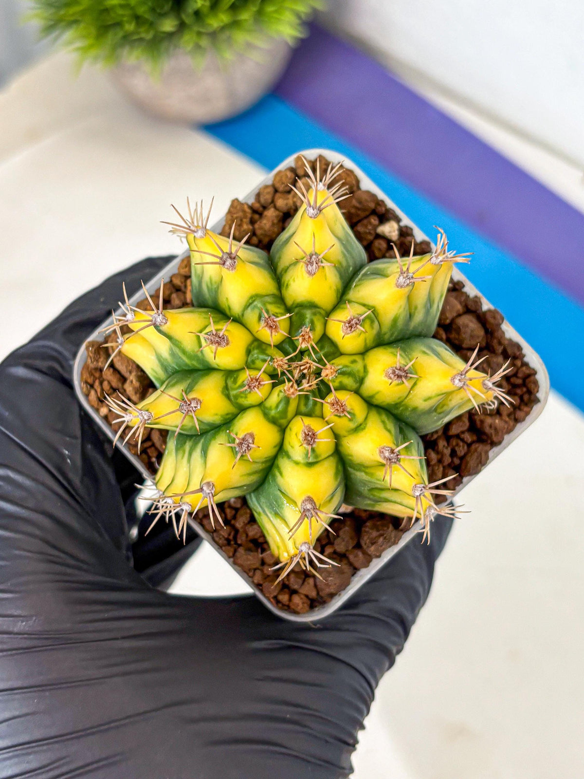 Gymnocalycium Pomelo (gy8) (17) | Collector’s Edition