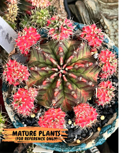 Gymnocalycium Proton (gy8) (rr) | Collector’s Edition