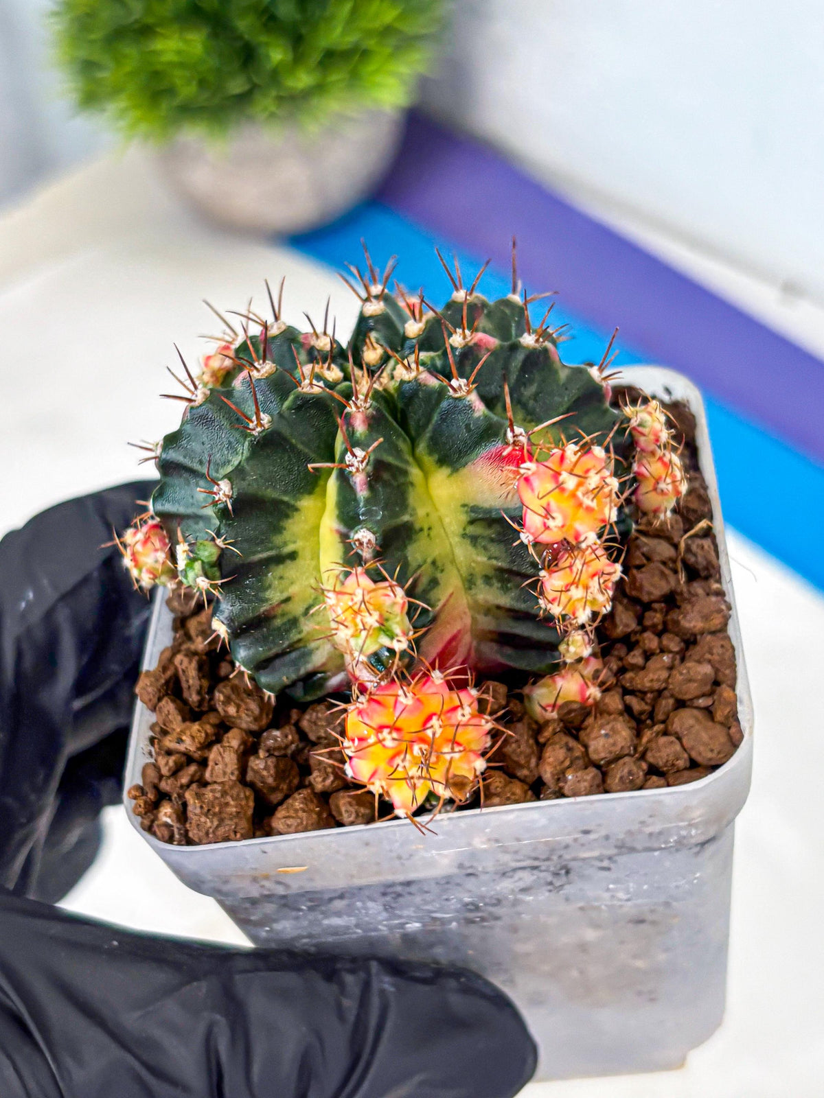Gymnocalycium Proton (gy8) (rr) | Collector’s Edition