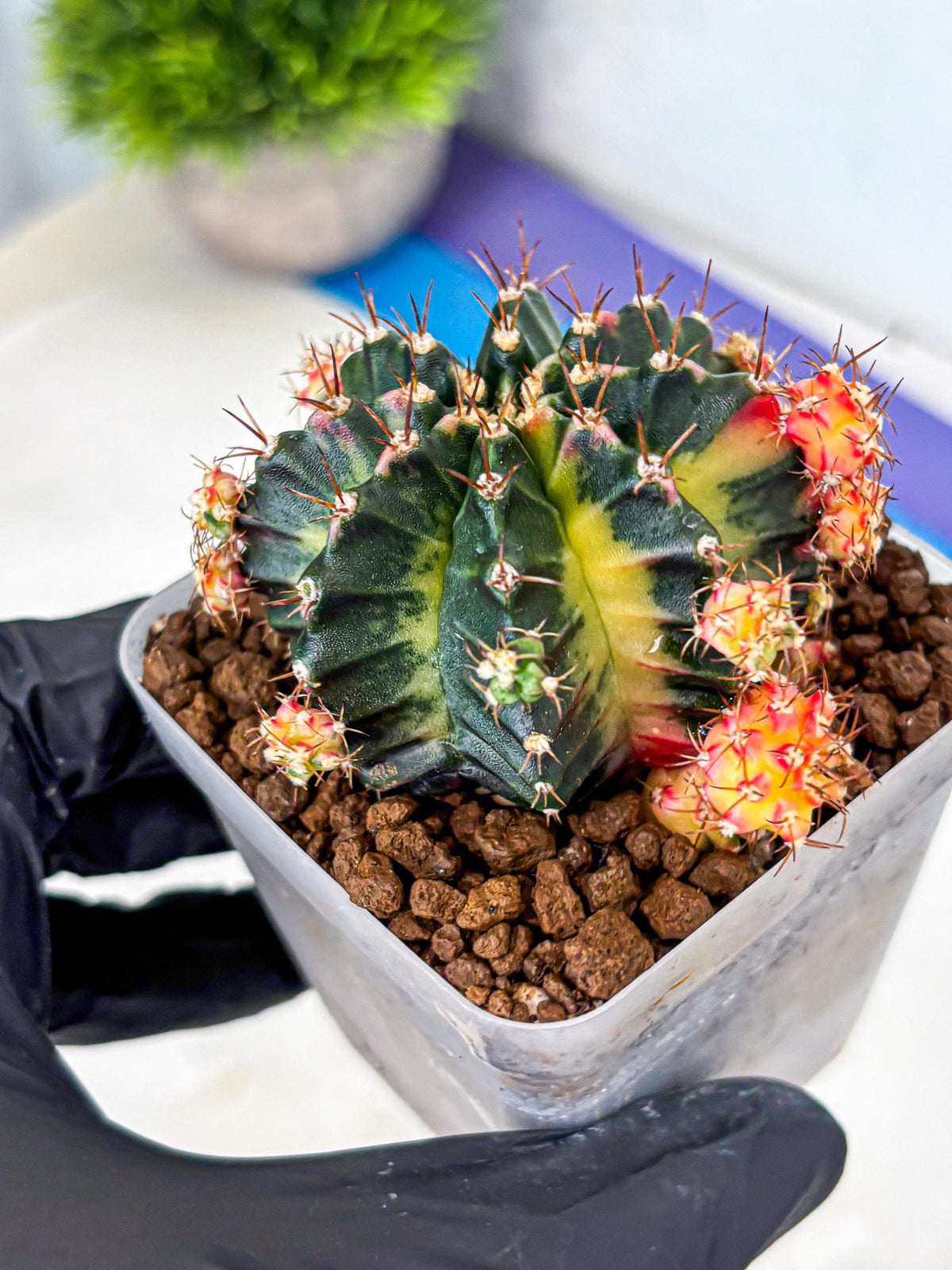 Gymnocalycium Proton (gy8) (rr) | Collector’s Edition