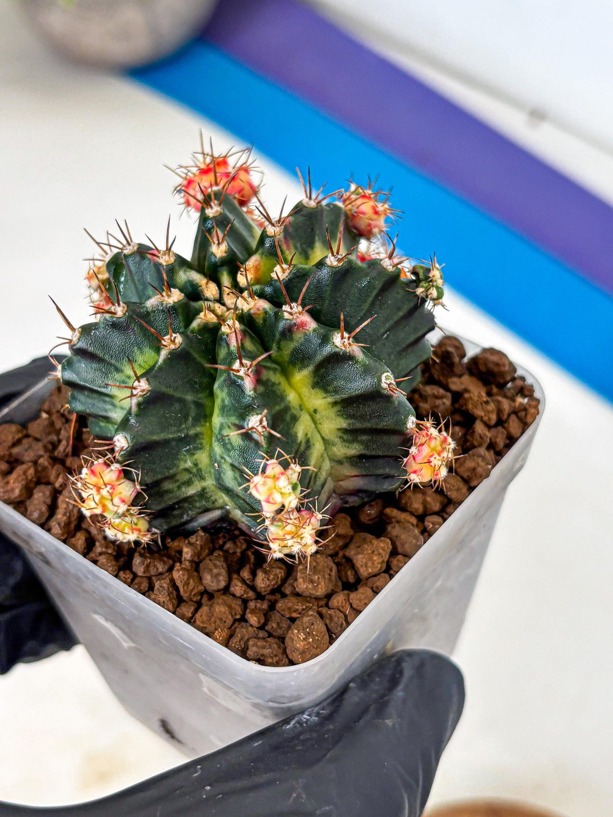 Gymnocalycium Proton (gy8) (rr) | Collector’s Edition