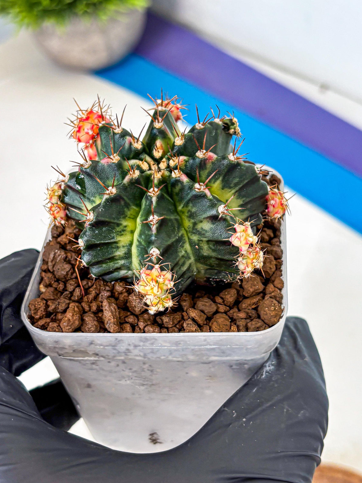 Gymnocalycium Proton (gy8) (rr) | Collector’s Edition
