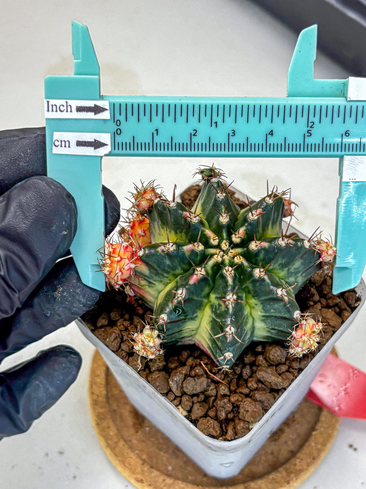 Gymnocalycium Proton (gy8) (rr) | Collector’s Edition
