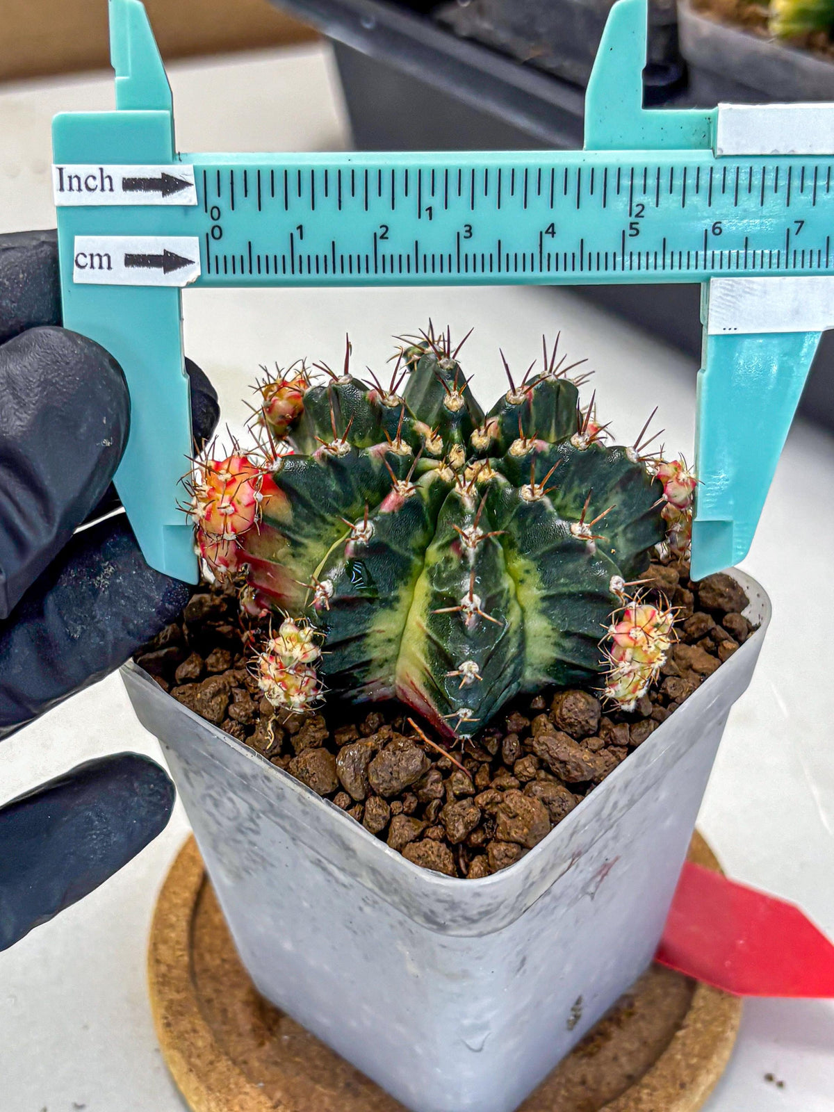 Gymnocalycium Proton (gy8) (rr) | Collector’s Edition