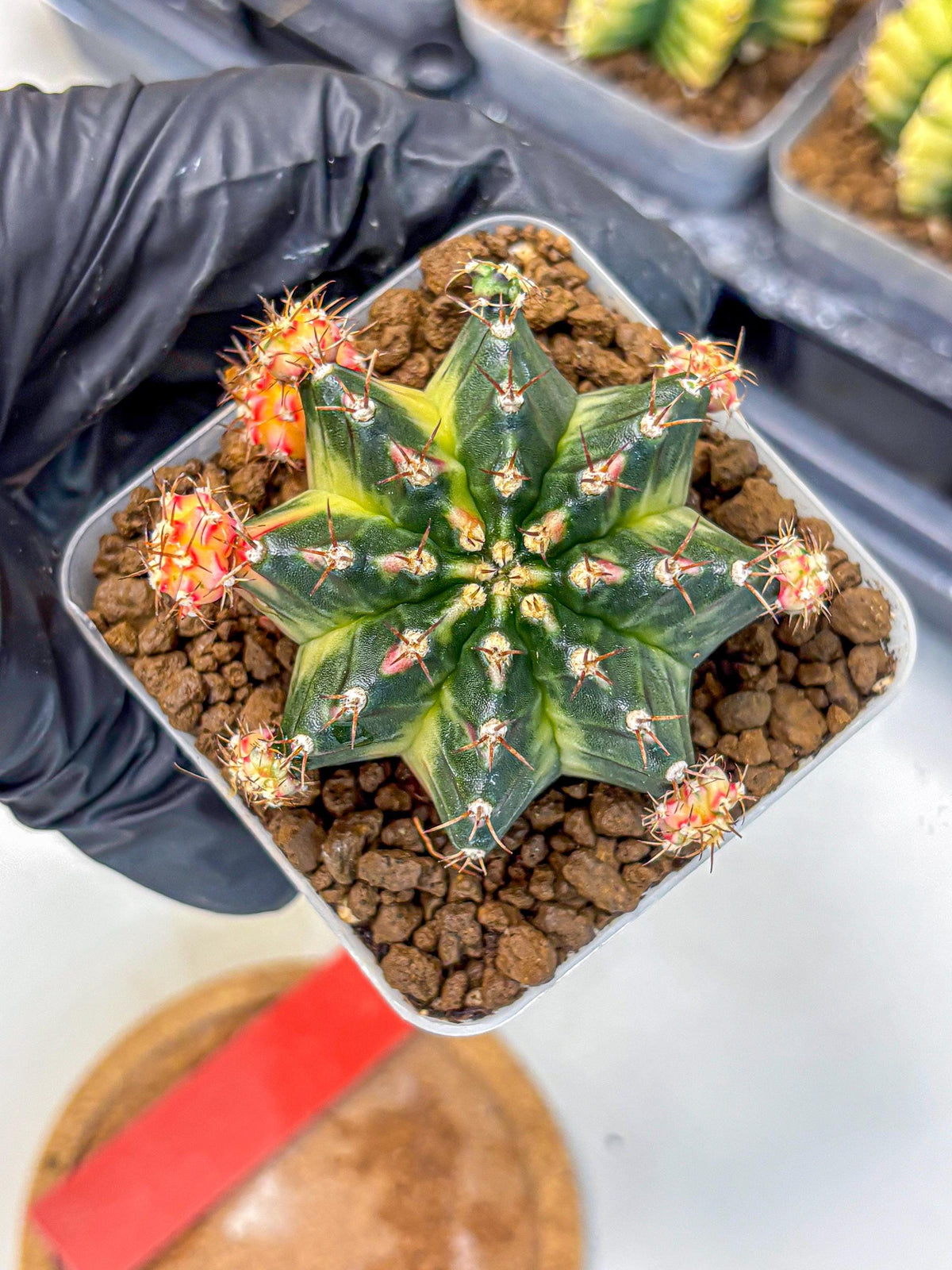 Gymnocalycium Proton (gy8) (rr) | Collector’s Edition