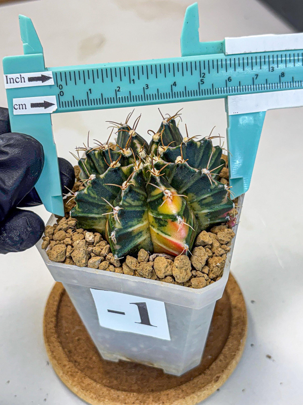 Gymnocalycium Mihanovichii (gy18) (1) | rare cactus Plants