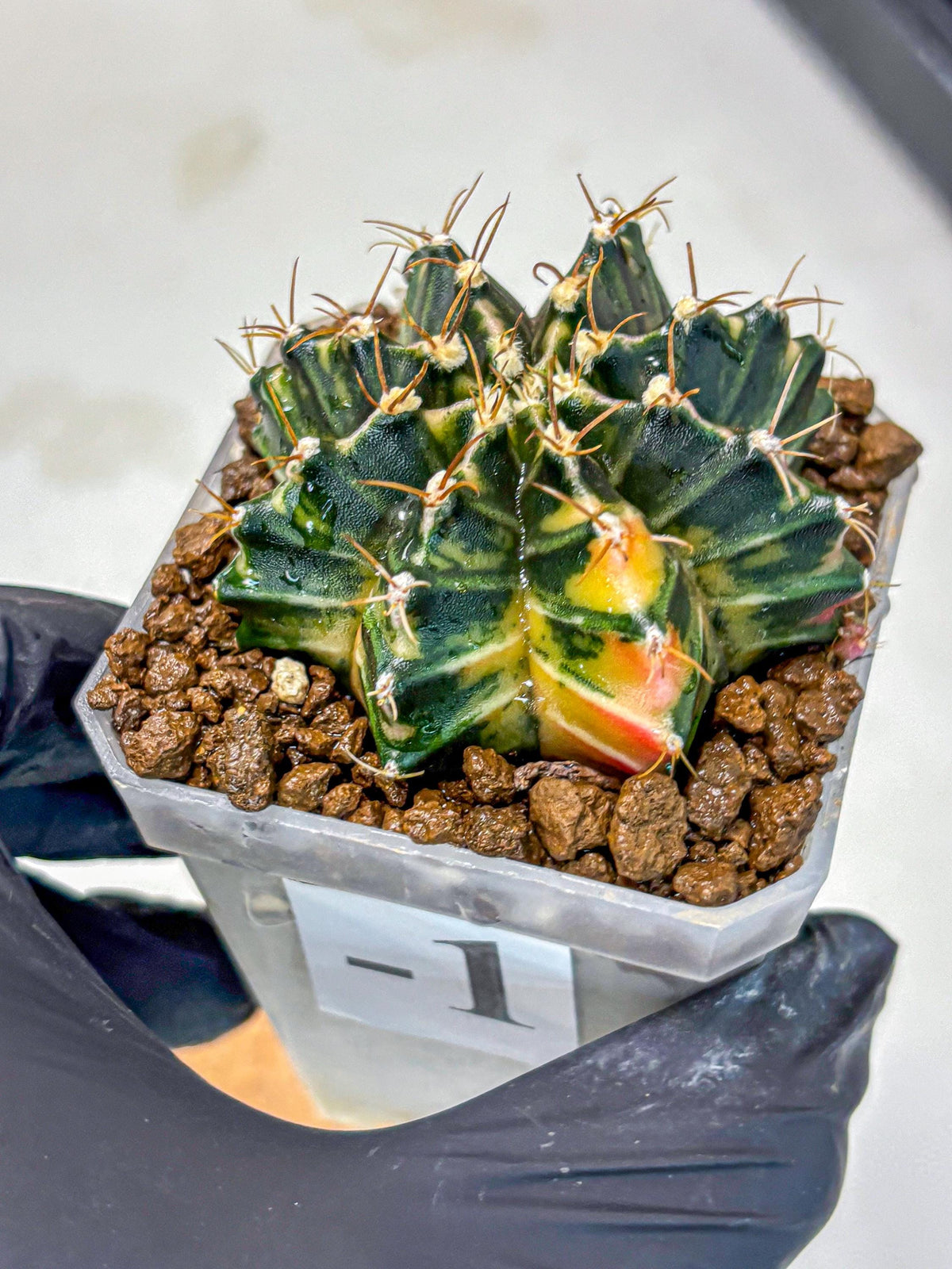 Gymnocalycium Mihanovichii (gy18) (1) | rare cactus Plants