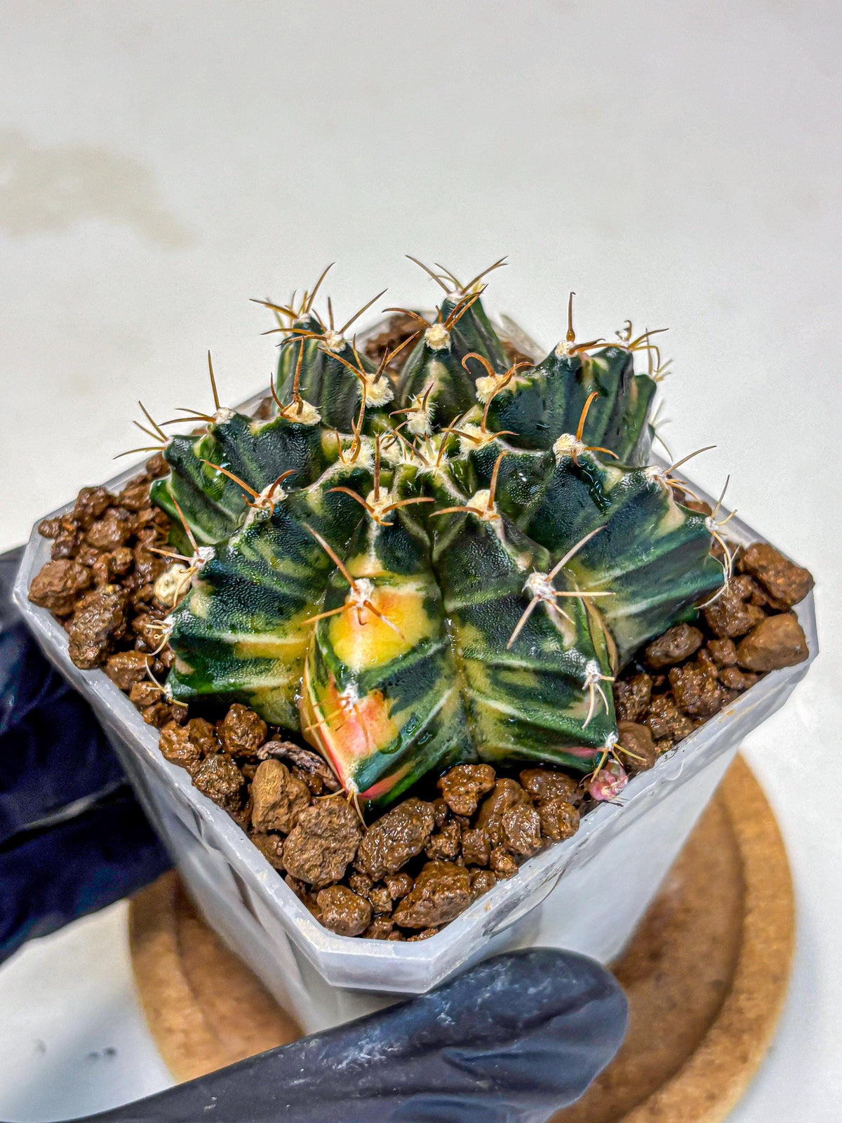Gymnocalycium Mihanovichii (gy18) (1) | rare cactus Plants