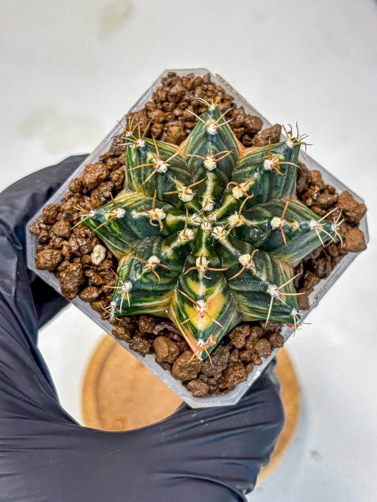 Gymnocalycium Mihanovichii (gy18) (1) | rare cactus Plants