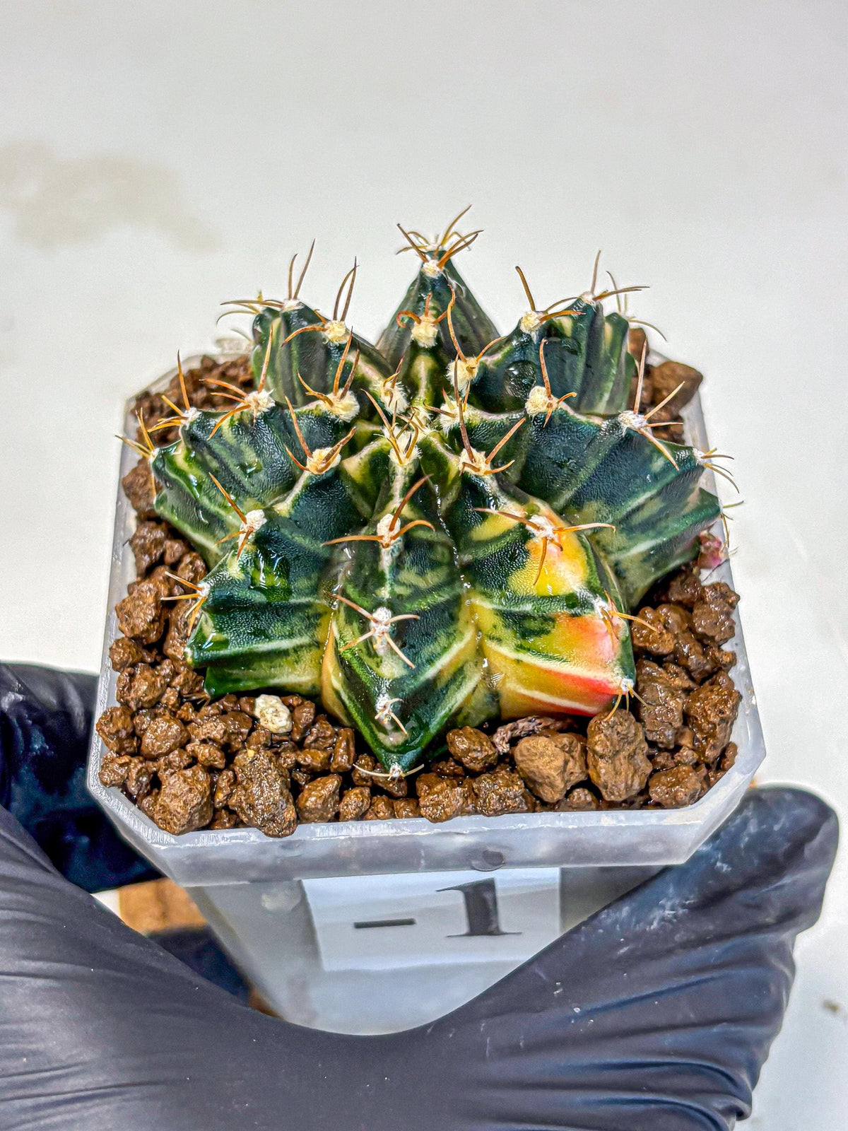 Gymnocalycium Mihanovichii (gy18) (1) | rare cactus Plants