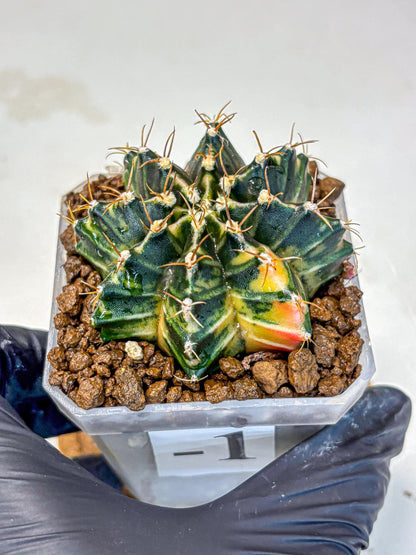 Gymnocalycium Mihanovichii (gy18) (1) | rare cactus Plants