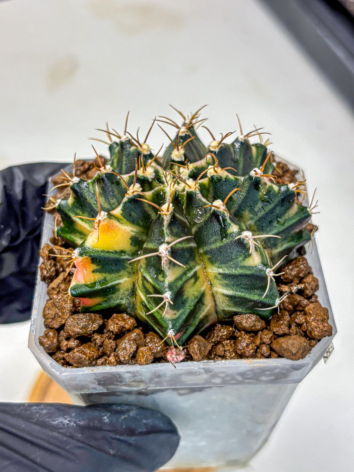 Gymnocalycium Mihanovichii (gy18) (1) | rare cactus Plants