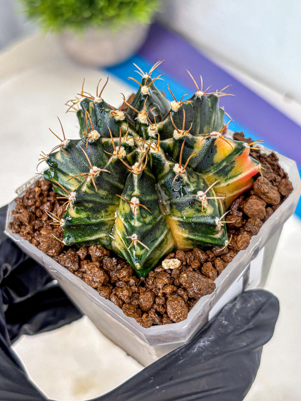 Gymnocalycium Mihanovichii (gy18) (1) | rare cactus Plants